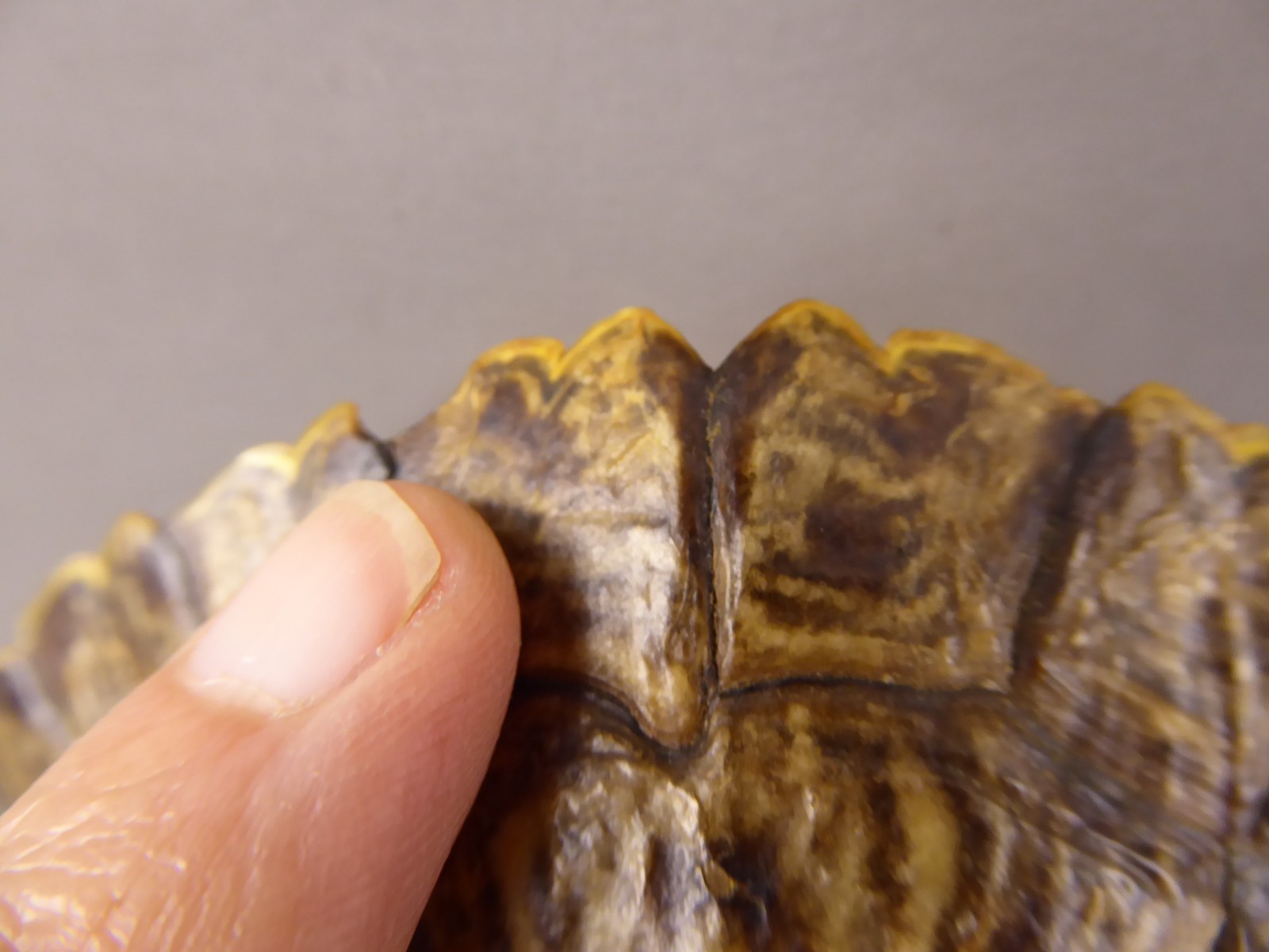 Pond Turtle Shell (6.25 inches) Red Eared Slider