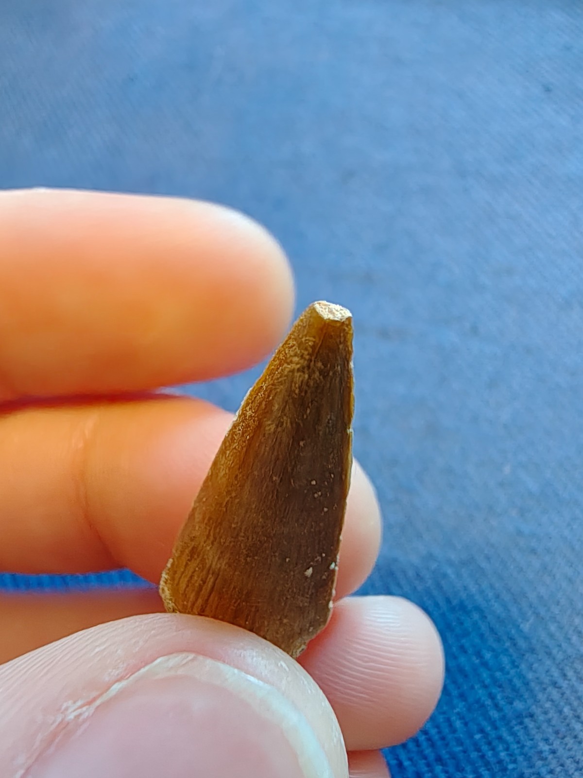 Fossil Mosasaurus Tooth – Extinct Marine Reptile Tooth – Moroccan Fossil – #010