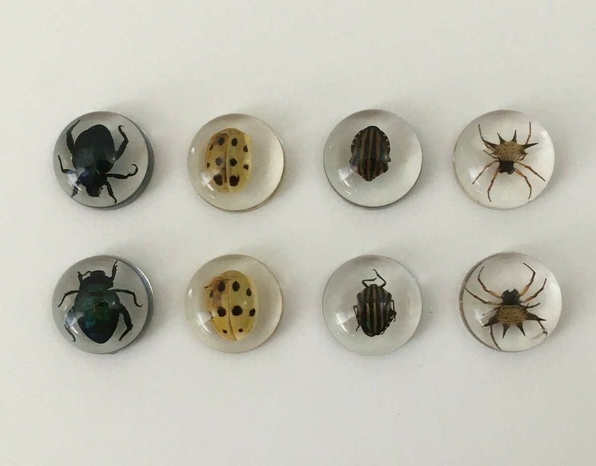 Real Insects in Resin – 8 Pcs – Spider, Beetle, Bugs, Taxidermy, Weird Gifts