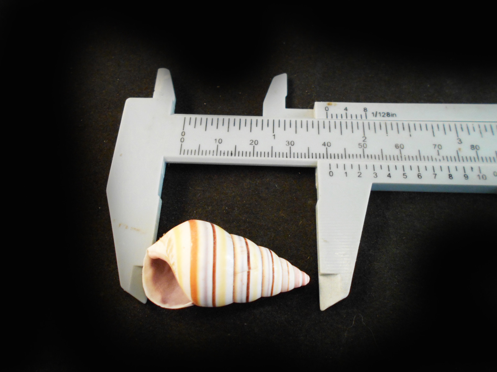 24 Real Striped Candy Snail Shells 1-2″ Coastal Arts Crafts Decorating