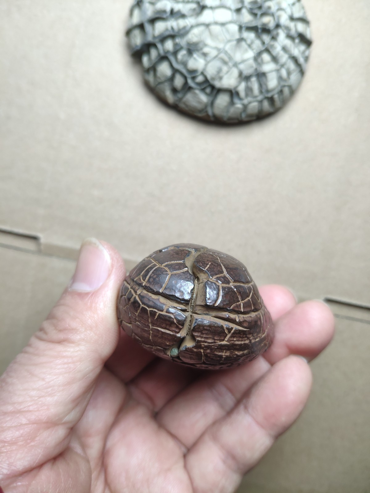 182g beautiful tortoise back pattern stone Turtle grain stone Landscape stone