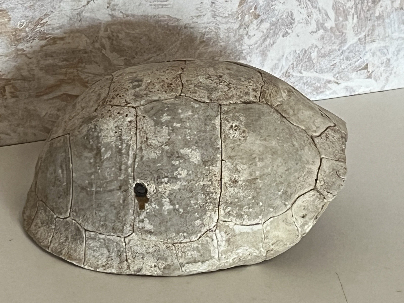 Box Turtle Shell As Shown