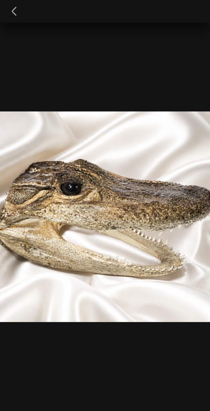 Real Taxidermy American Alligator Head 7″ X 3″ Gator Glass Eyes Polyurethane Fi
