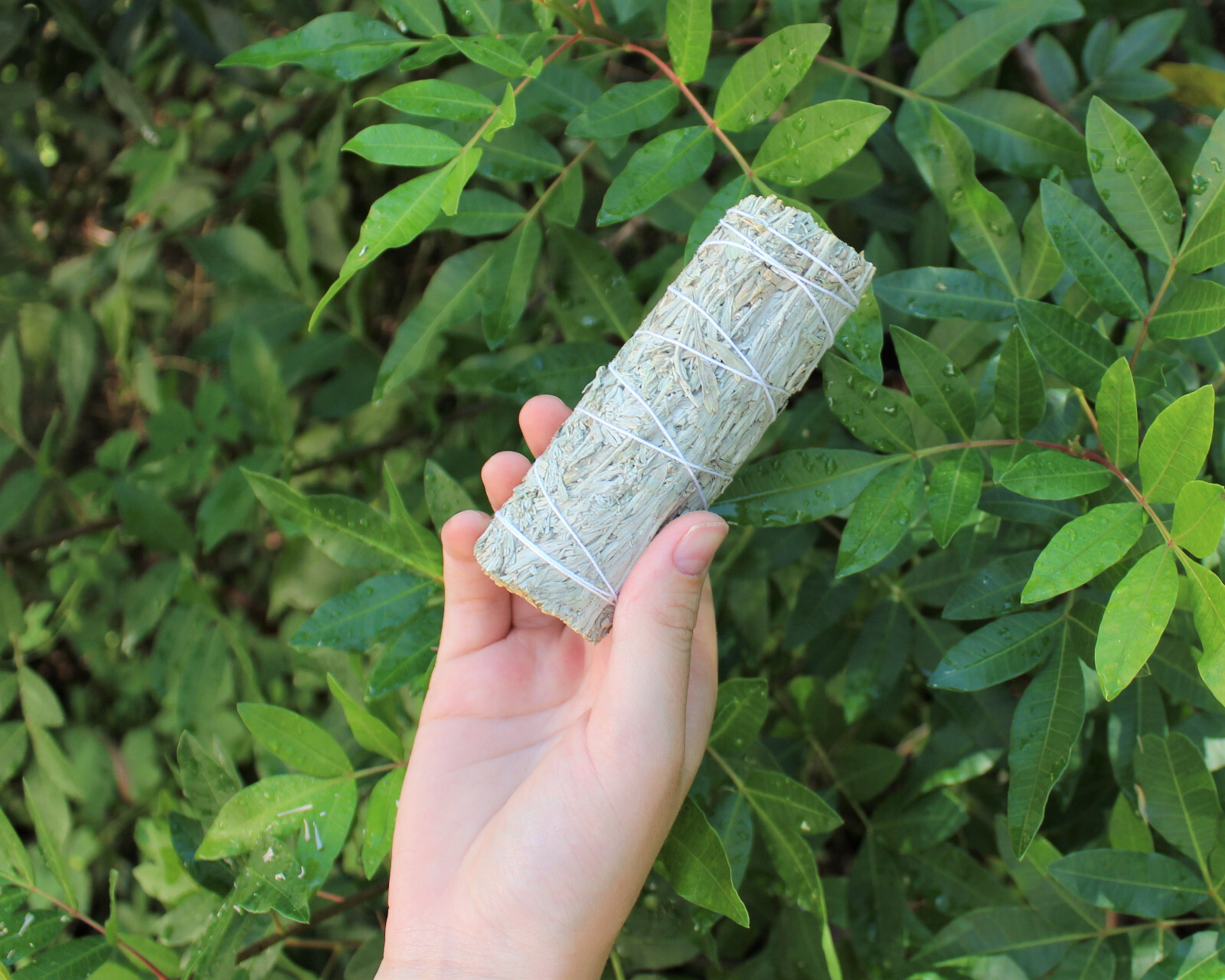 Copal Sage Smudge Stick 4″ (Mountain Sage & Copal Bundle, Sage + Copal Resin)