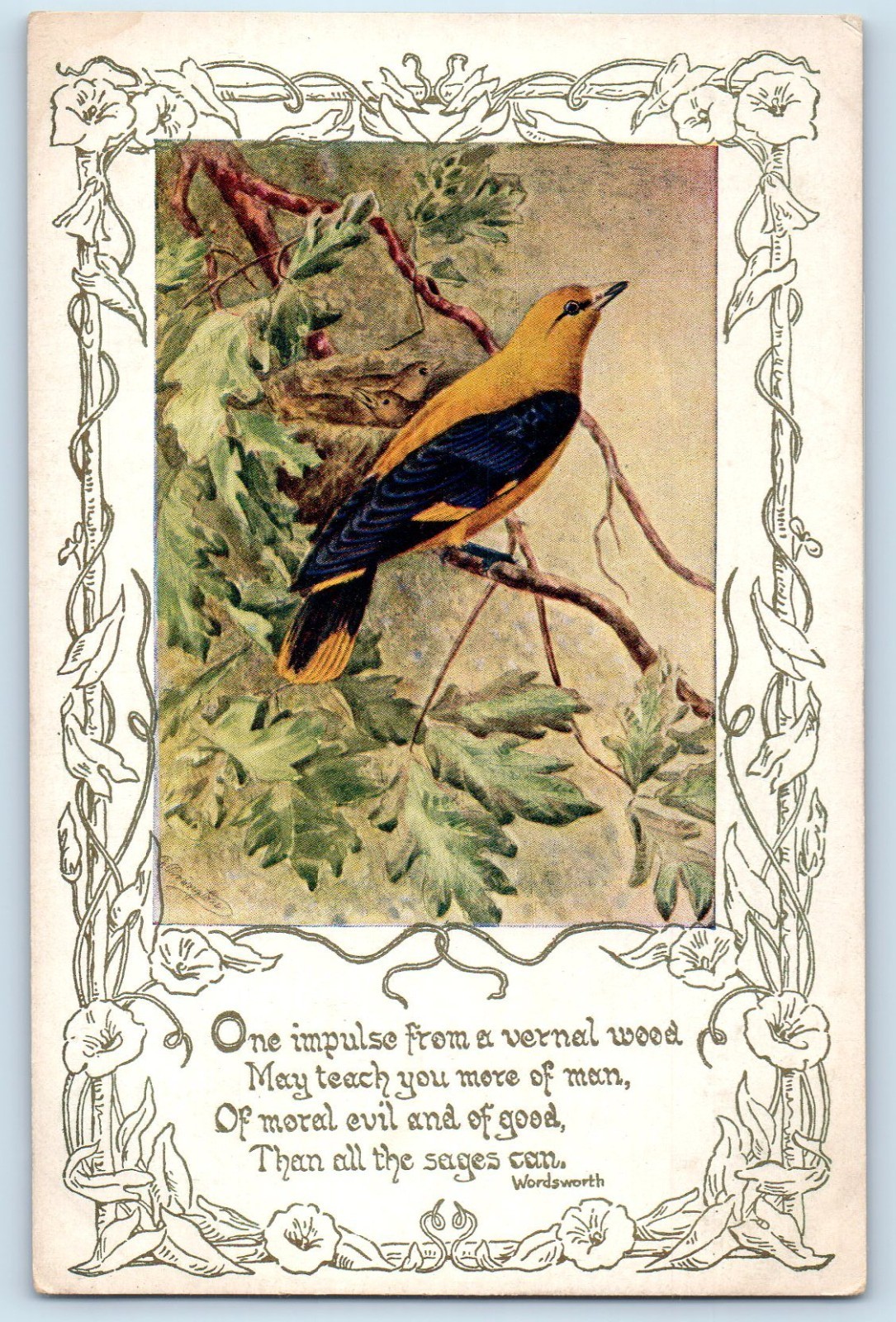 c1910’s Golden Oriole As Hang Bird Nest On The Tree Animals Antique Postcard