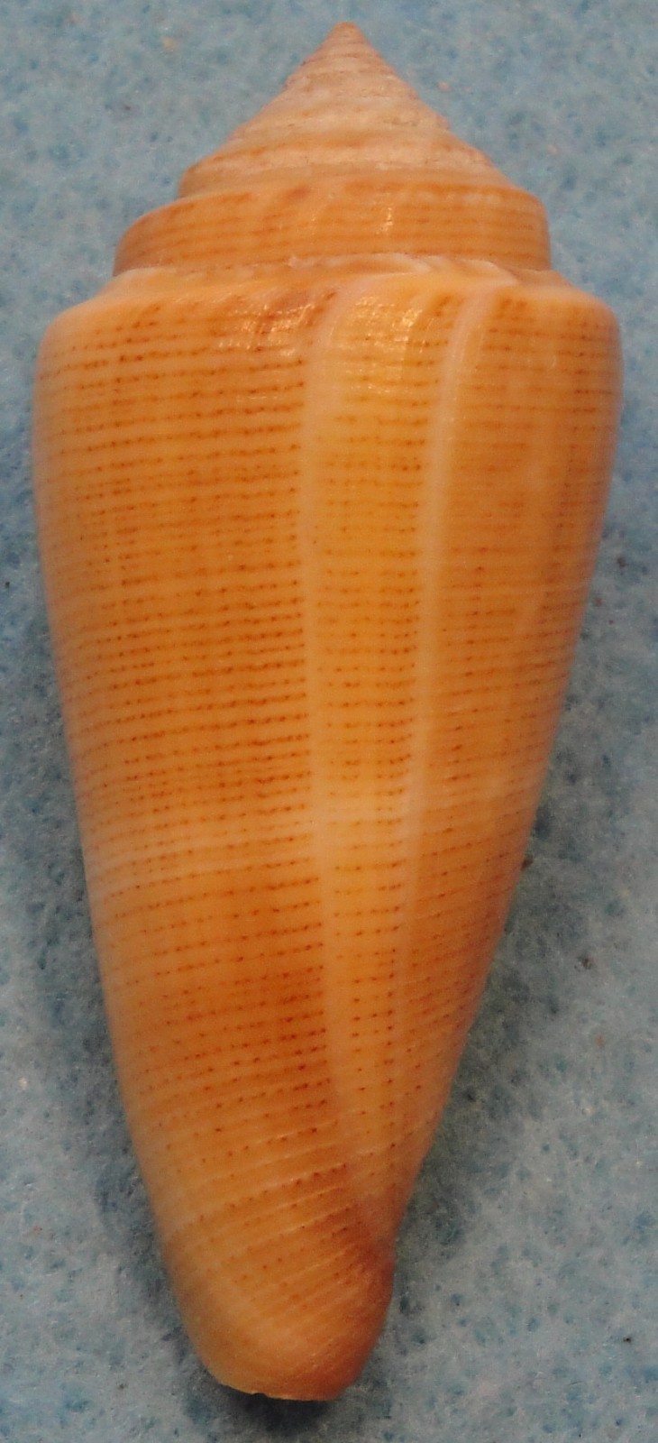 Conus Furvus 54mm Samar Island,Philippines