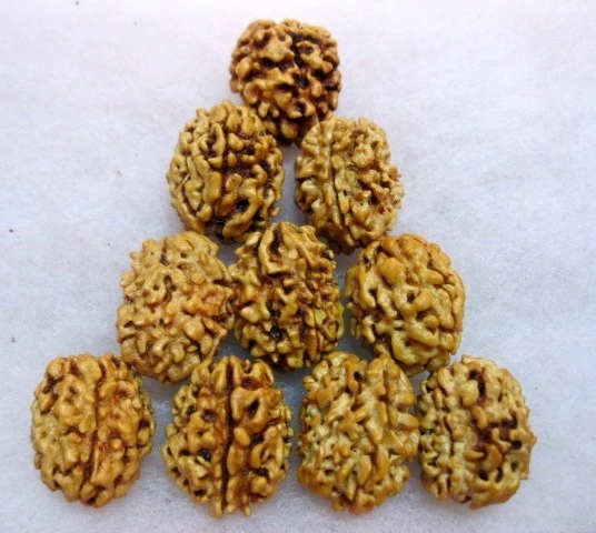 3 Mukhi Rudraksh / Three Face Rudraksha Bead – 18-20 MM Collector Size~10 Pieces
