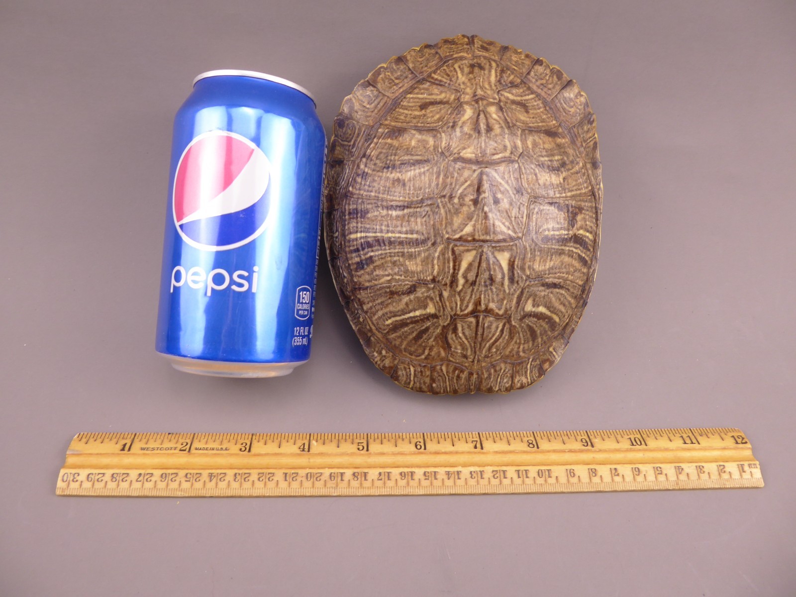 Pond Turtle Shell (6.25 inches) Red Eared Slider