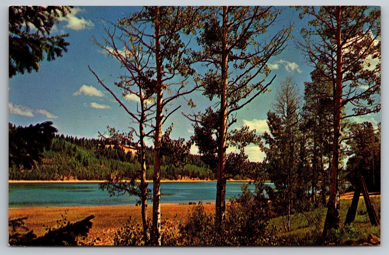 Navajo Lake. Utah Postcard