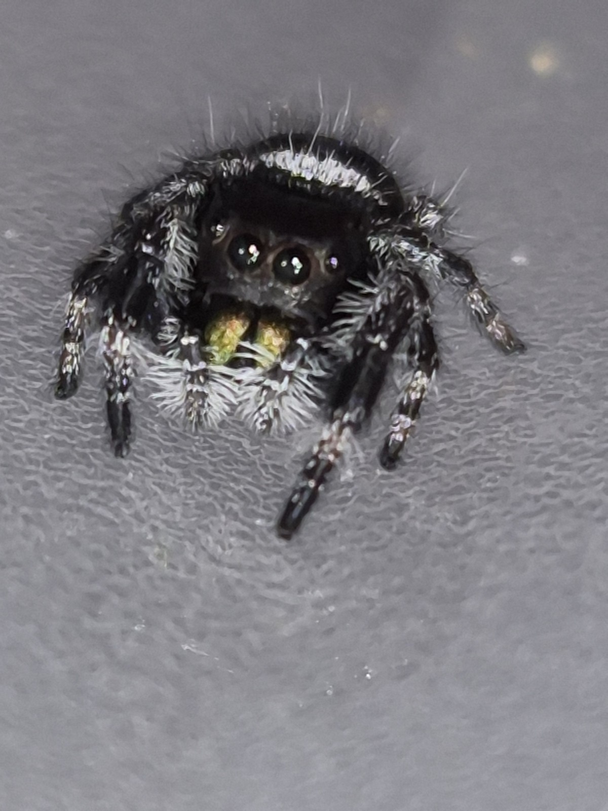 Bryantae-BOLD JUMPING SPIDER