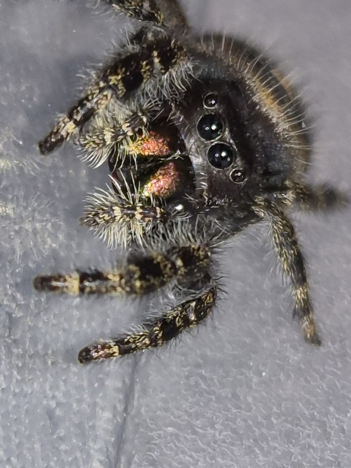 Bryantae-BOLD JUMPING SPIDER