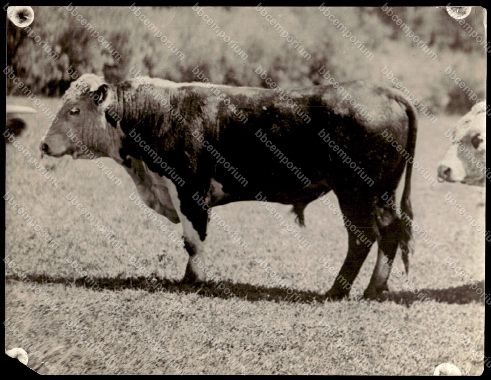 Bull in pasture 6.5″ x 8.5″ Brown Brothers Original Type 1 Photograph B723
