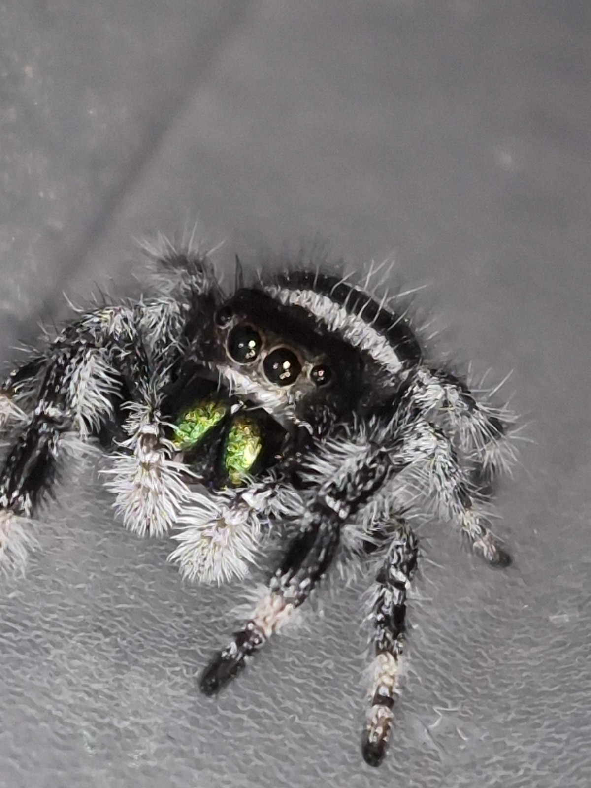 Bryantae-BOLD JUMPING SPIDER