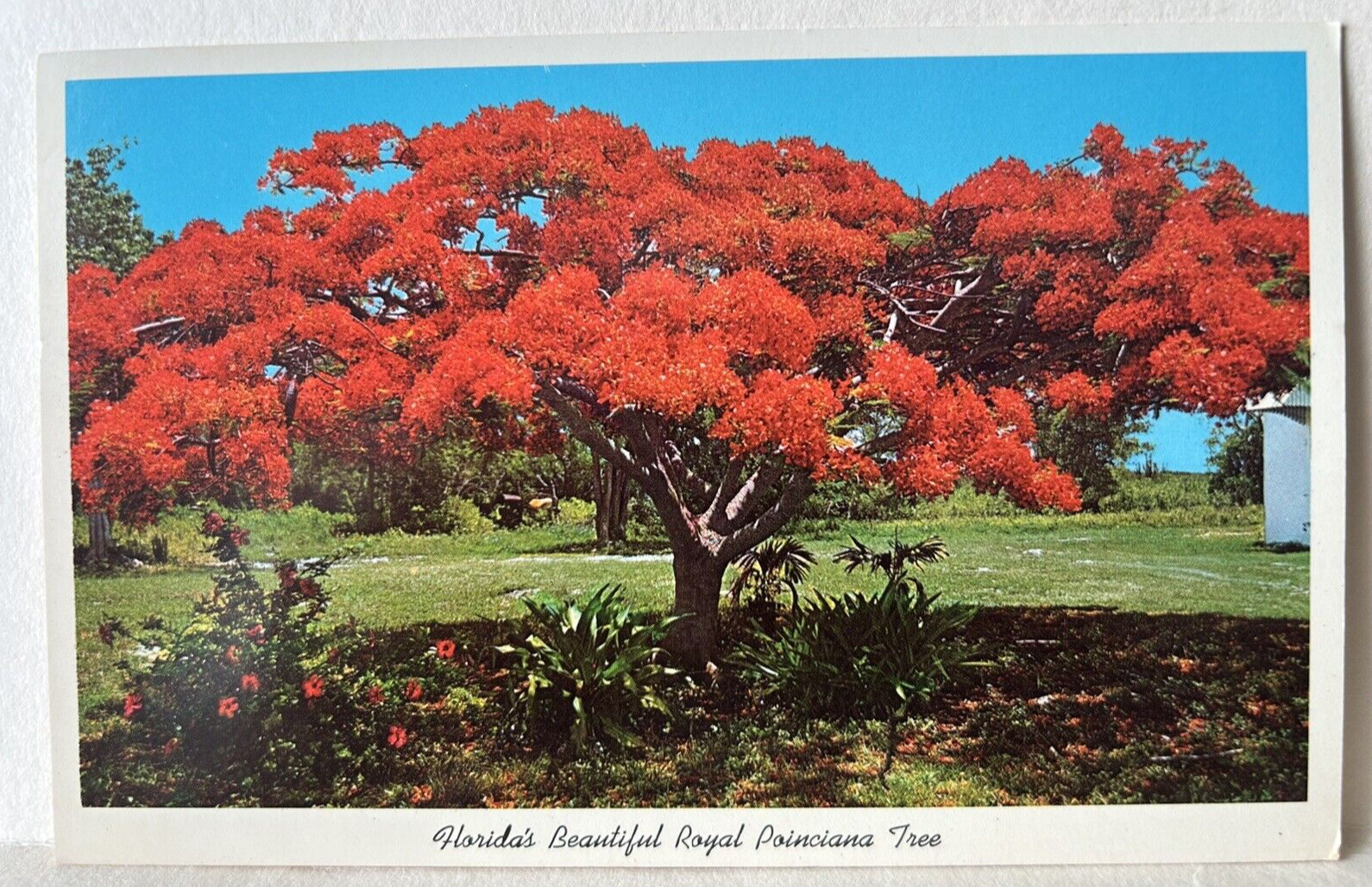 Royal Poinciana Tree, Florida “Floridiana” VTG White Border Postcard – A3