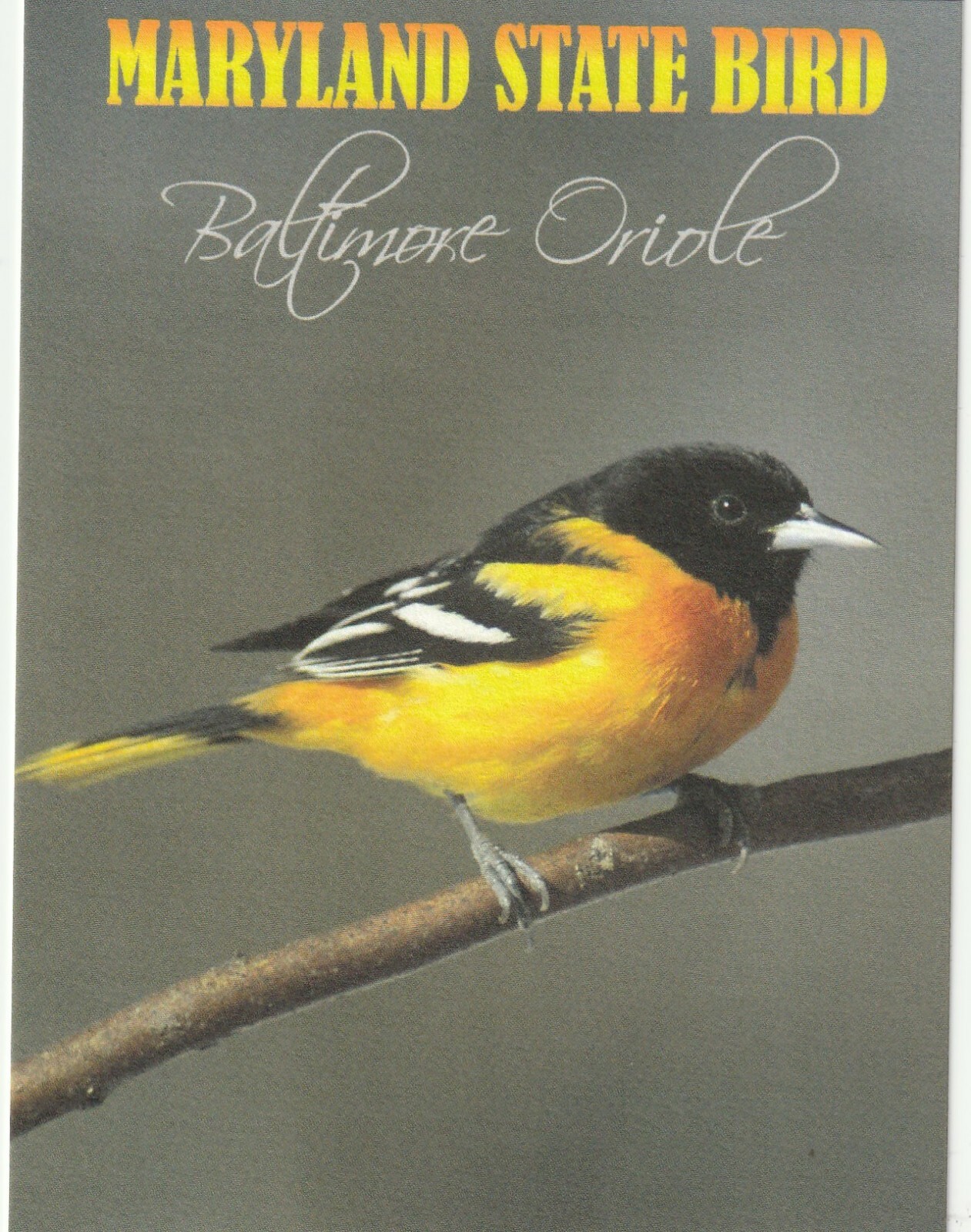 *Maryland Postcard-“The Maryland State Bird…Baltimore Oriole” {*TW-2}