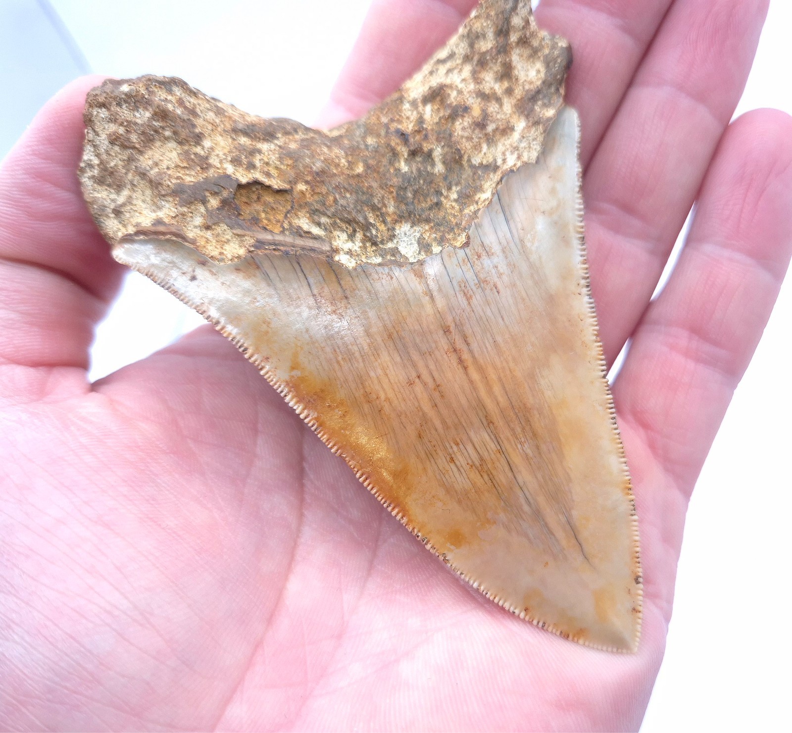 Sharp serrated on edge. Beautiful Megalodon Shark Tooth Indonesia Fossil Shark