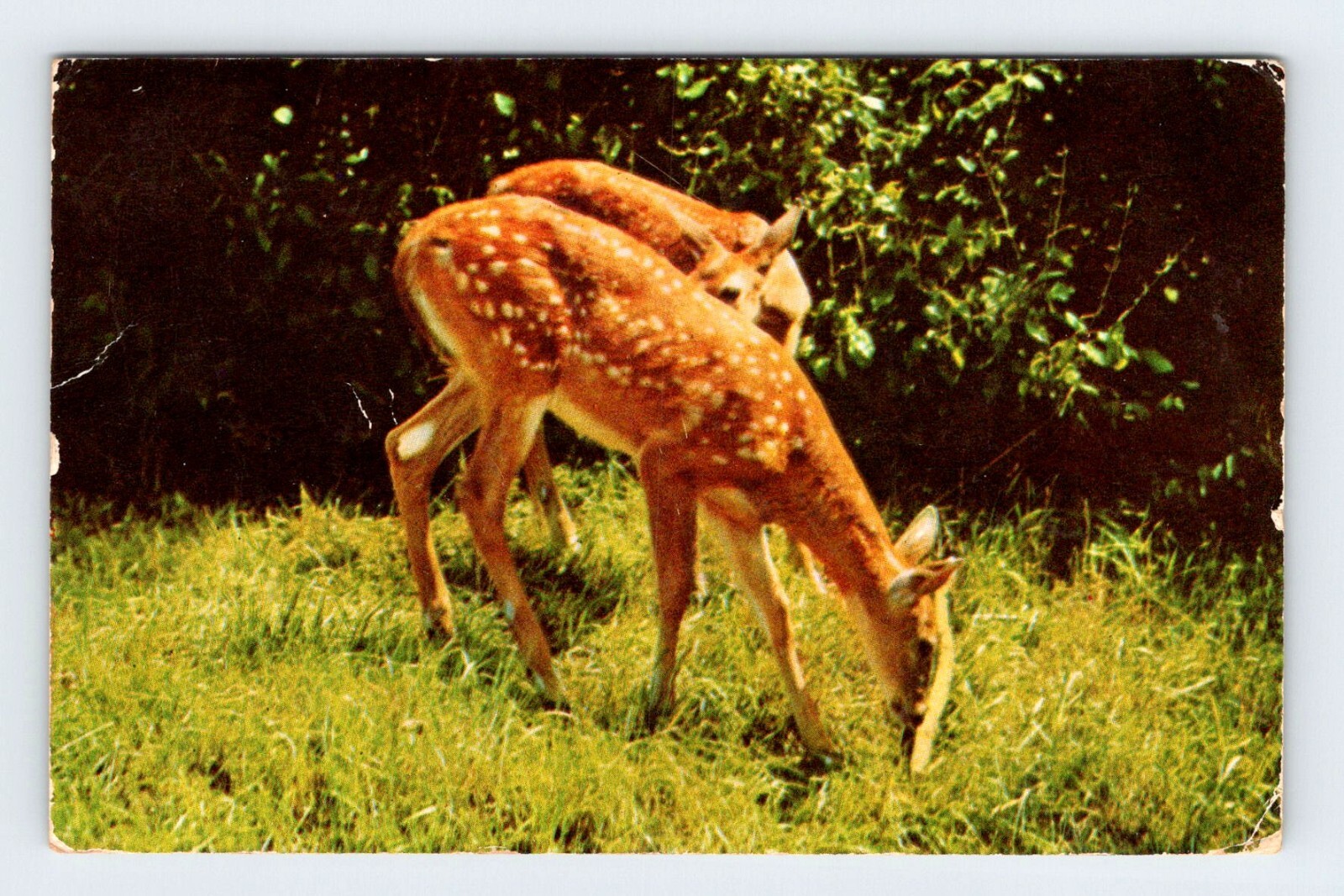 Deer Greetings from Delhi Louisiana Vintage Postcard BRY50
