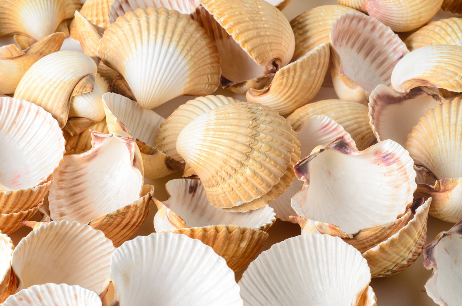 Mexican Deep Sea Shell Beach Craft Scallop 2 1/2″ – 3″ (300 PCS ) #JC-032