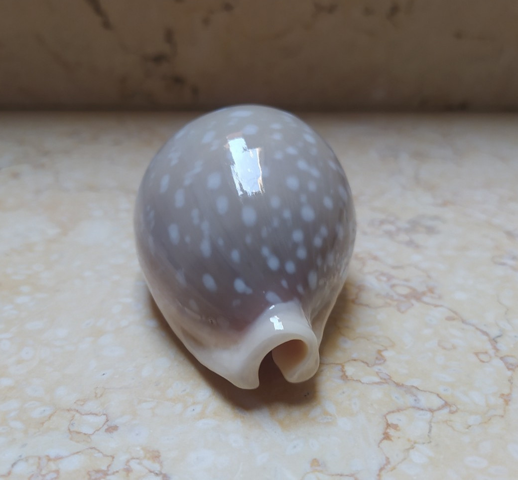 F Cypraea camelopardalis red sea shell large SIZE lyncina F+++ 78.8mm