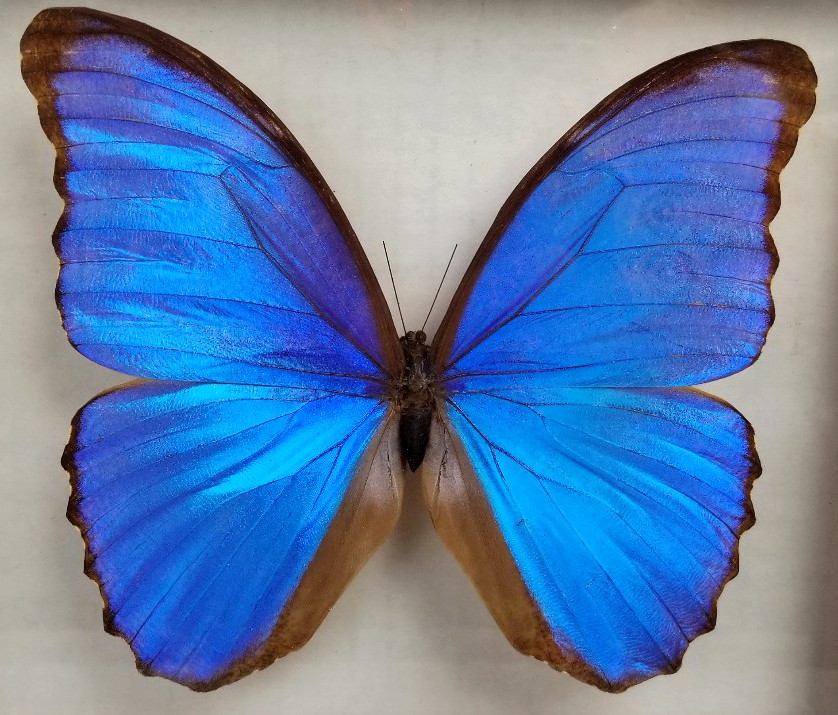 Large Real Butterfly Morpho Didius Mounted in Wooden and Double Glass Frame
