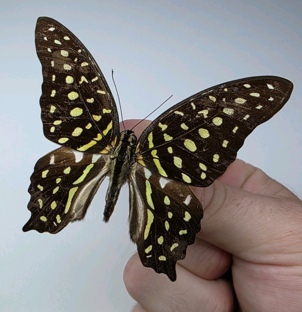 Graphium Agamemnon A- Set Specimen. Wings Spread. Entomology Collectible