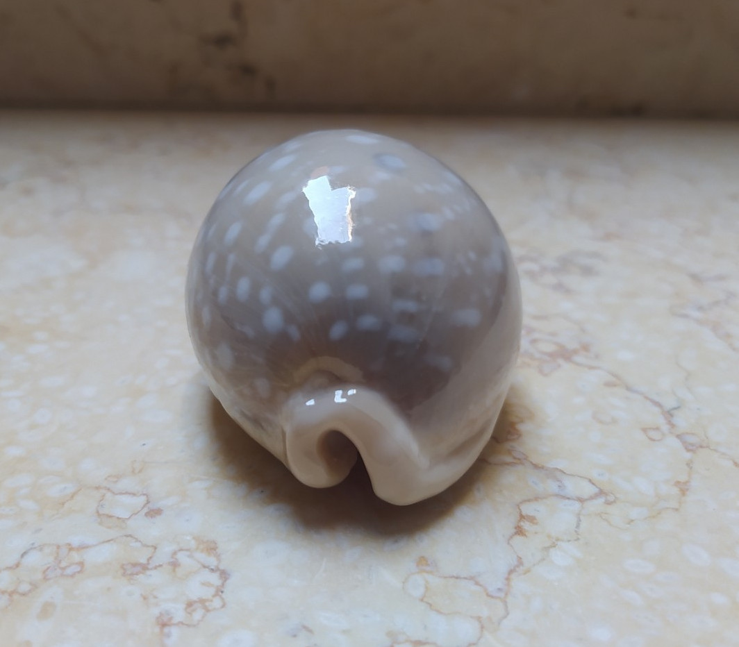 F Cypraea camelopardalis red sea shell large SIZE lyncina F+++ 78.8mm