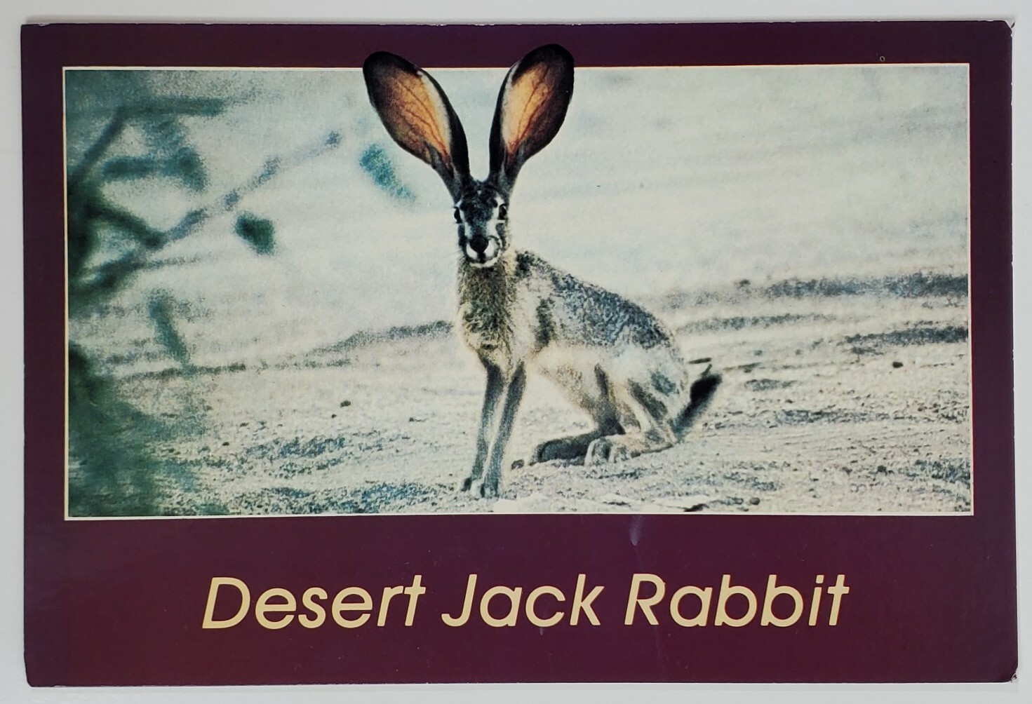 Postcard Desert Jack Rabbit New Mexico Photo by Margaret Kurzius