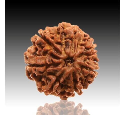 7 Mukhi Rudraksha Beads 7 Face Rudraksh Nepal Origin Aaa+ 100% Real