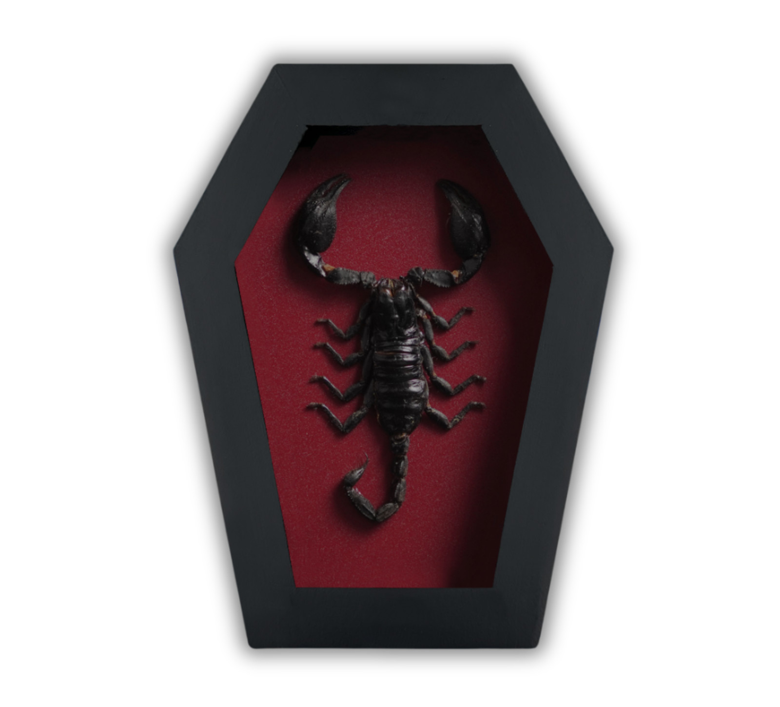 Coffin Christmas Gift Real Scorpion Framed Insect Taxidermy Gothic Home Decor