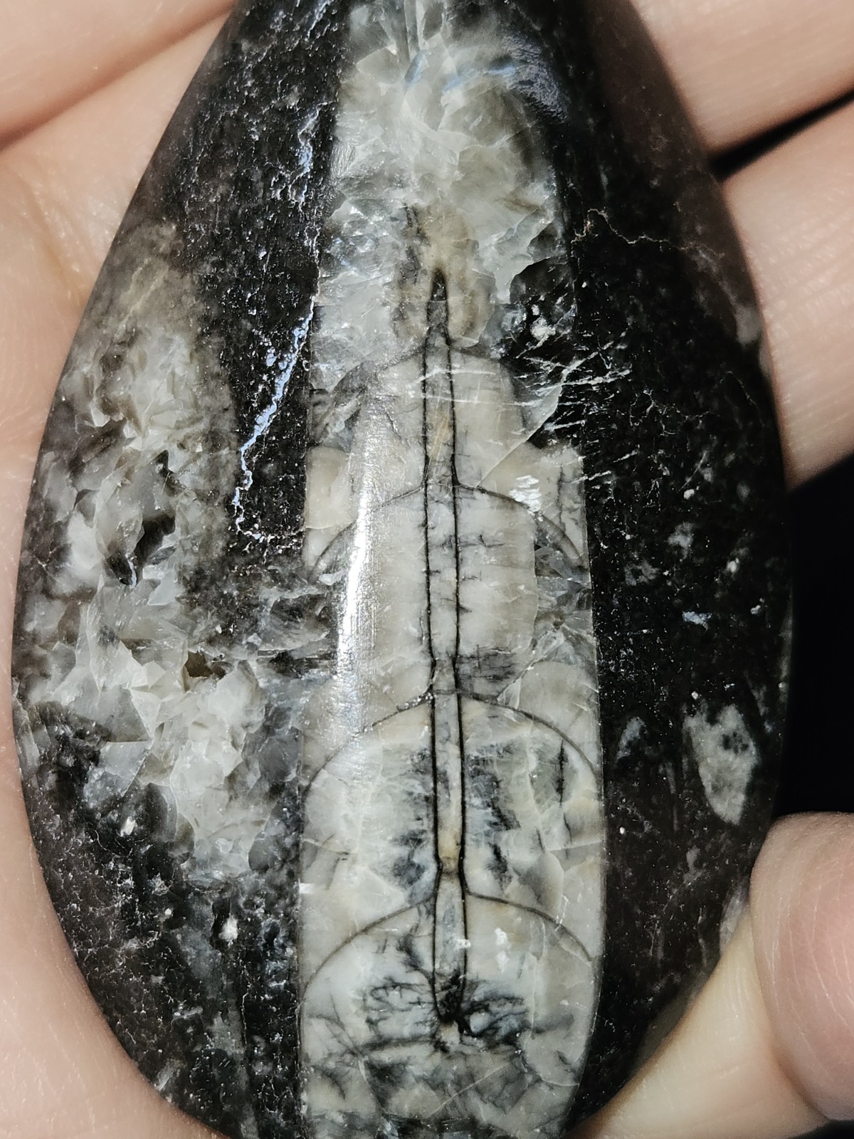 Single orthoceras nautiloids 1.6 ounces 2 inches