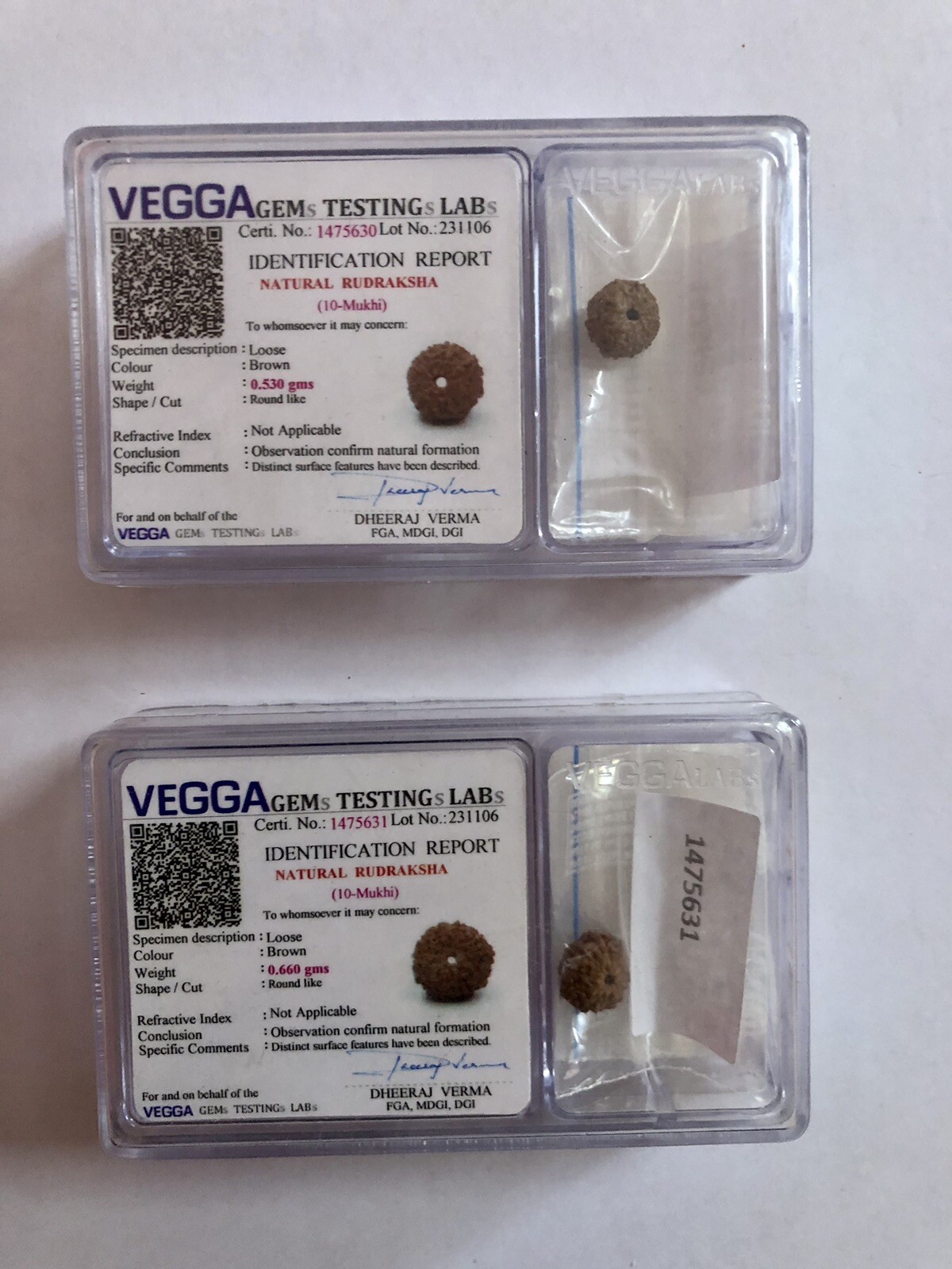 LAB CERTIFIED 10 Mukhi RUDRAKSHA, 10 Ten Face Rudraksham 1 Piece, Small Size