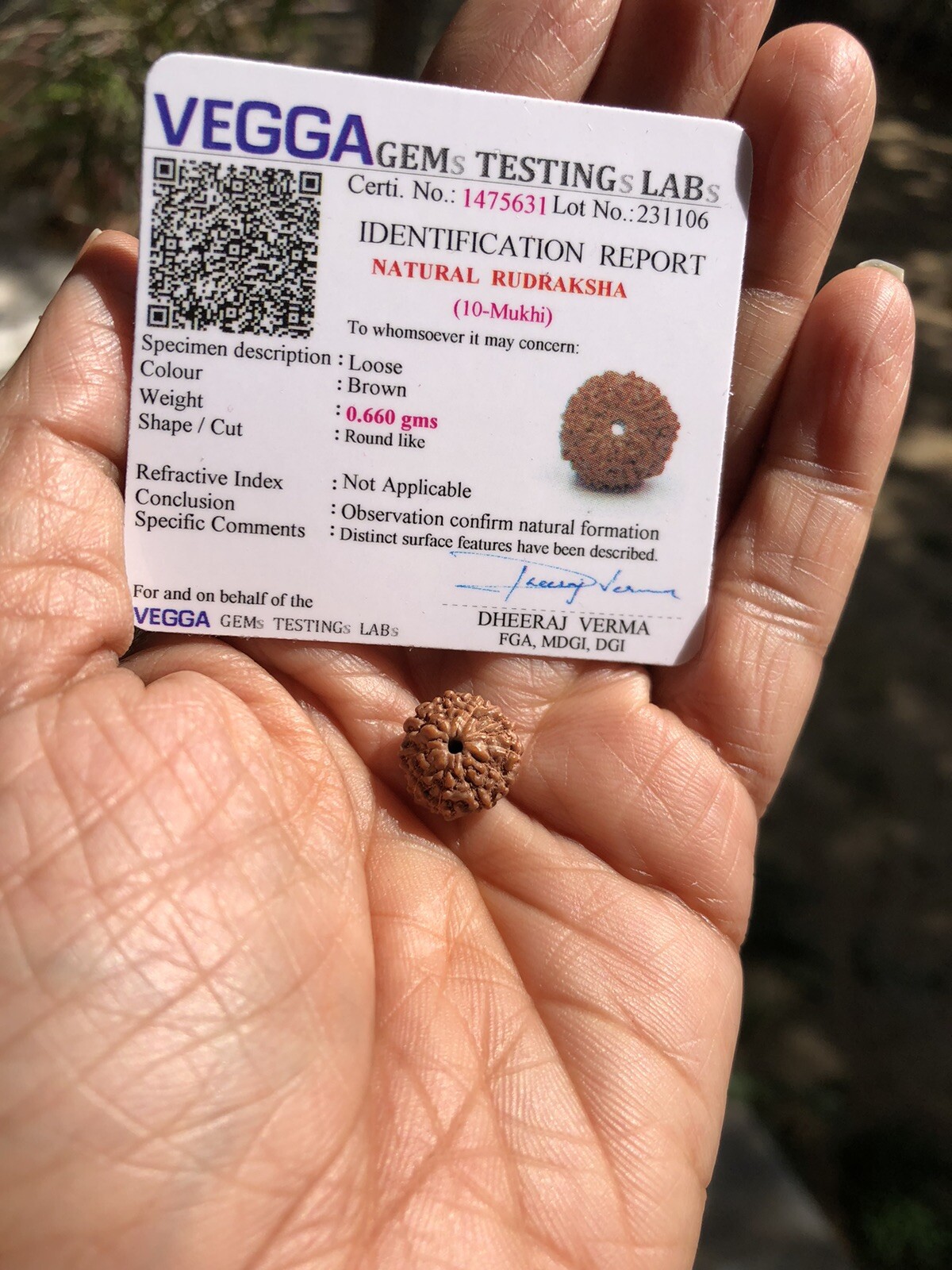 LAB CERTIFIED 10 Mukhi RUDRAKSHA, 10 Ten Face Rudraksham 1 Piece, Small Size