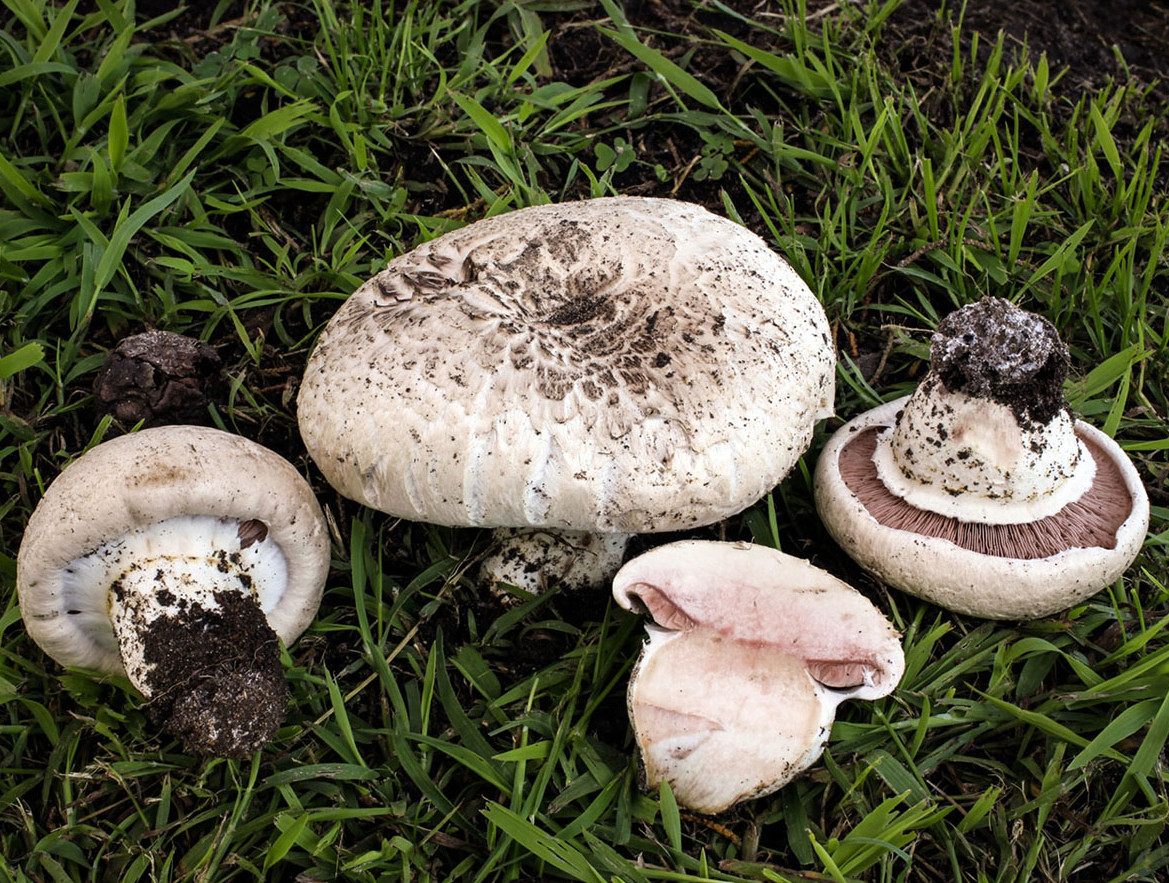 Agaricus bernardii Salty Agaricus Dry Grain Mycelium Worldwide Delivery 249