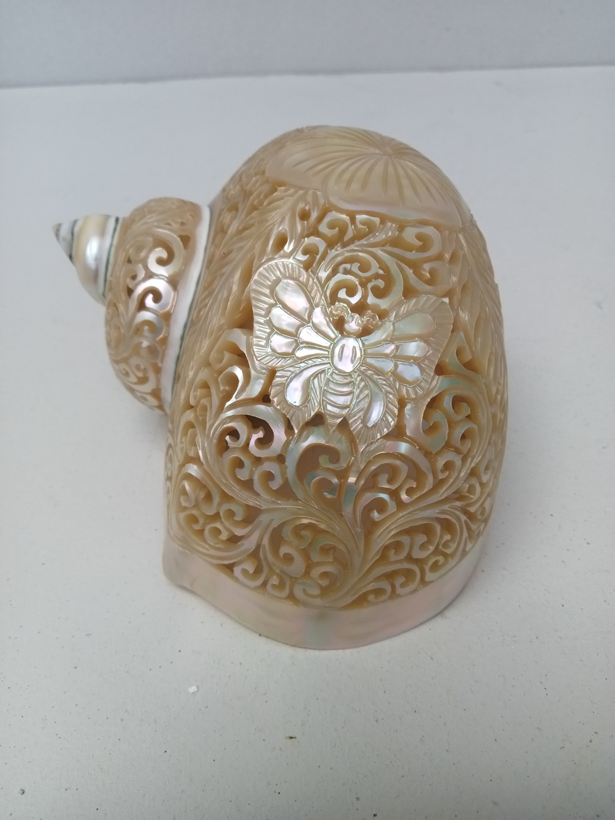 hand carved turbo conch shell Butterfly design, natural seashell