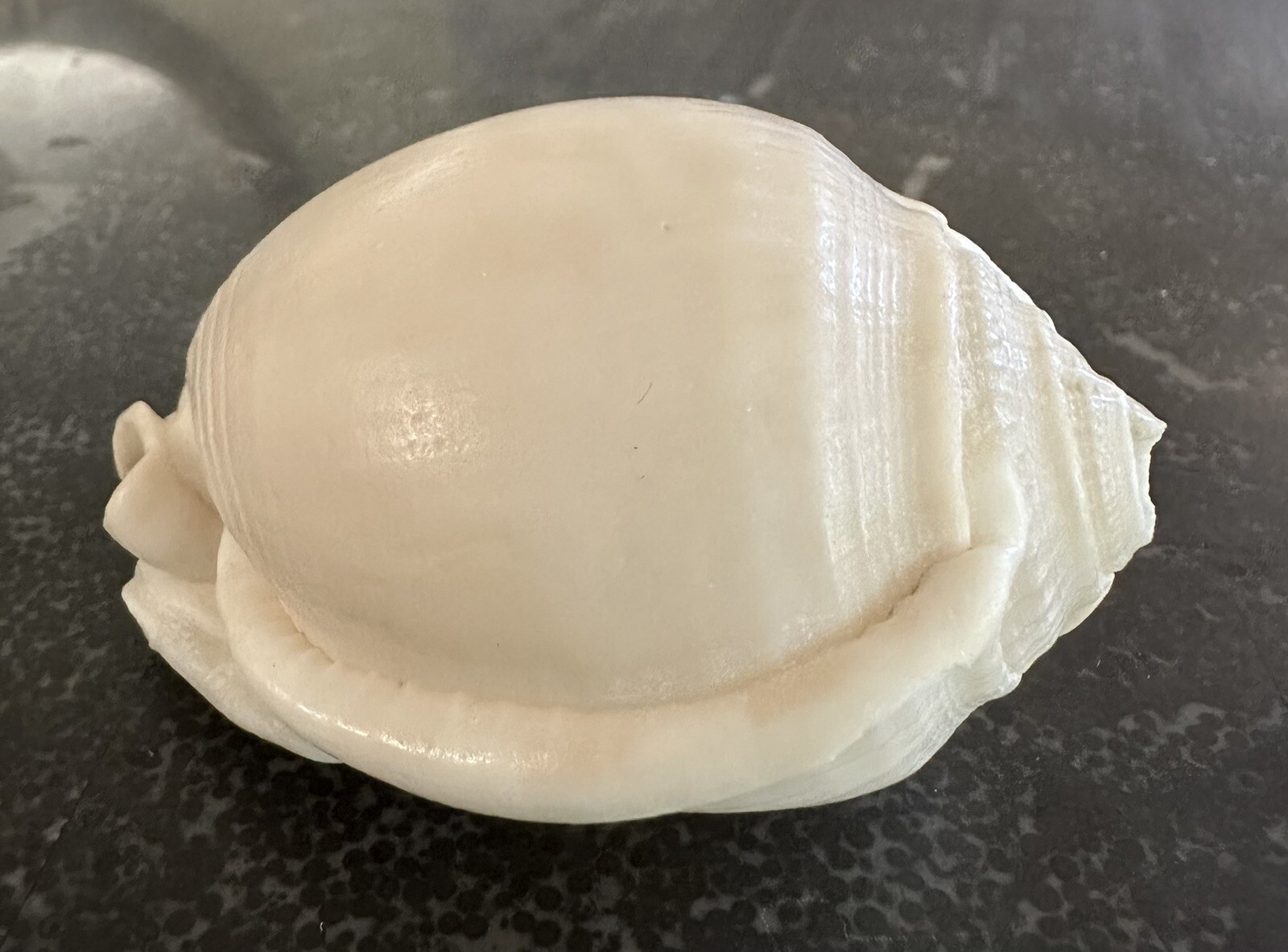 Vintage Shell No Pattern 70mm Natural Beige Sea Ocean Small