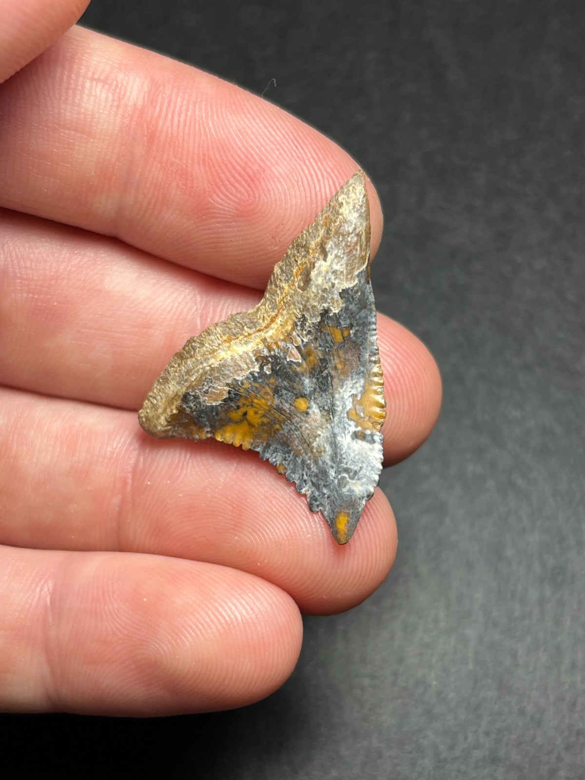 1.39″ Rare Multicolored Lightning Large Sized Hemipristis Fossil Shark Tooth SC