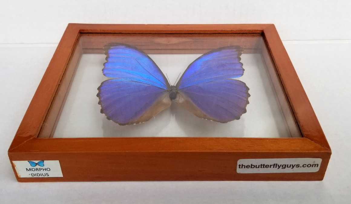 Large Real Butterfly Morpho Didius Mounted in Wooden and Double Glass Frame