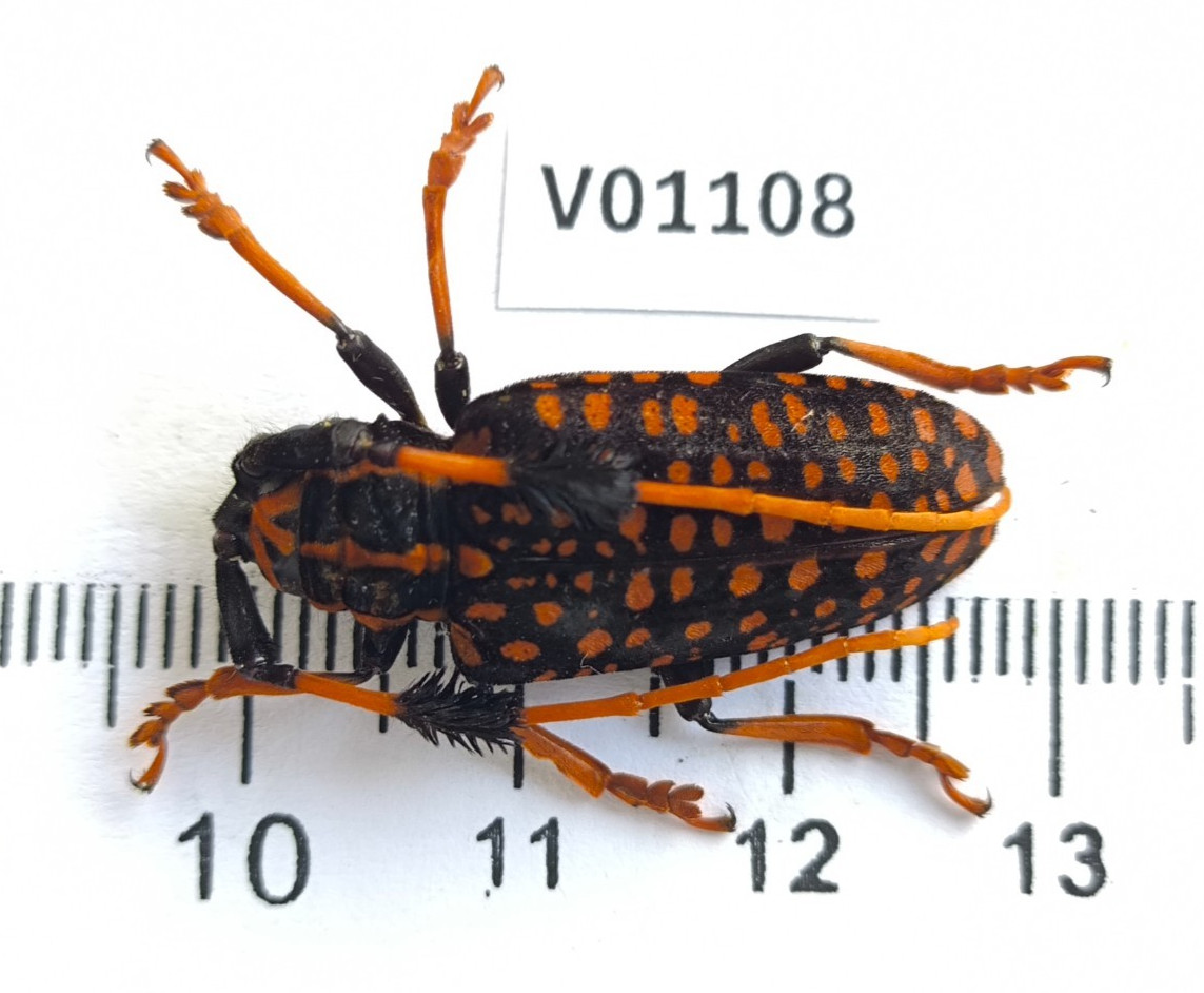 V01108. Insects, Beetles, Cerambycidae sp. North Vietnam, Lai Chau