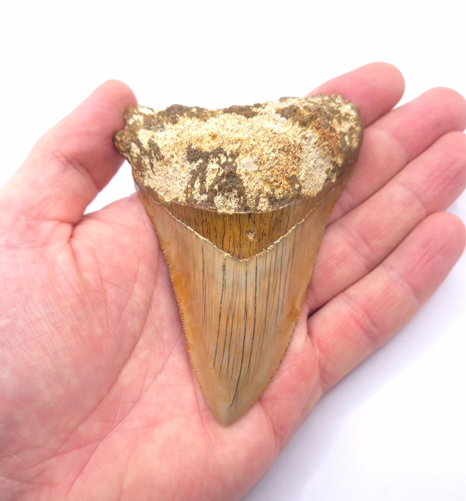 Sharp serrated on edge. Beautiful Megalodon Shark Tooth Indonesia Fossil Shark