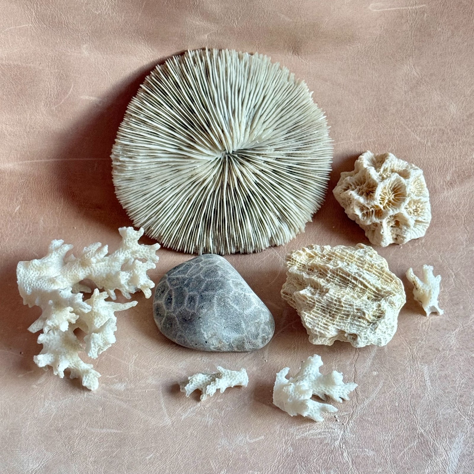 Fossilized Coral Mixed Lot of 7 – Branch, Brain, & Petoskey Stone – 9.5 oz
