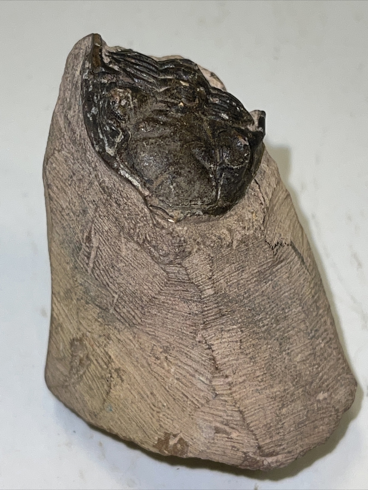 2.5 in) Trilobite