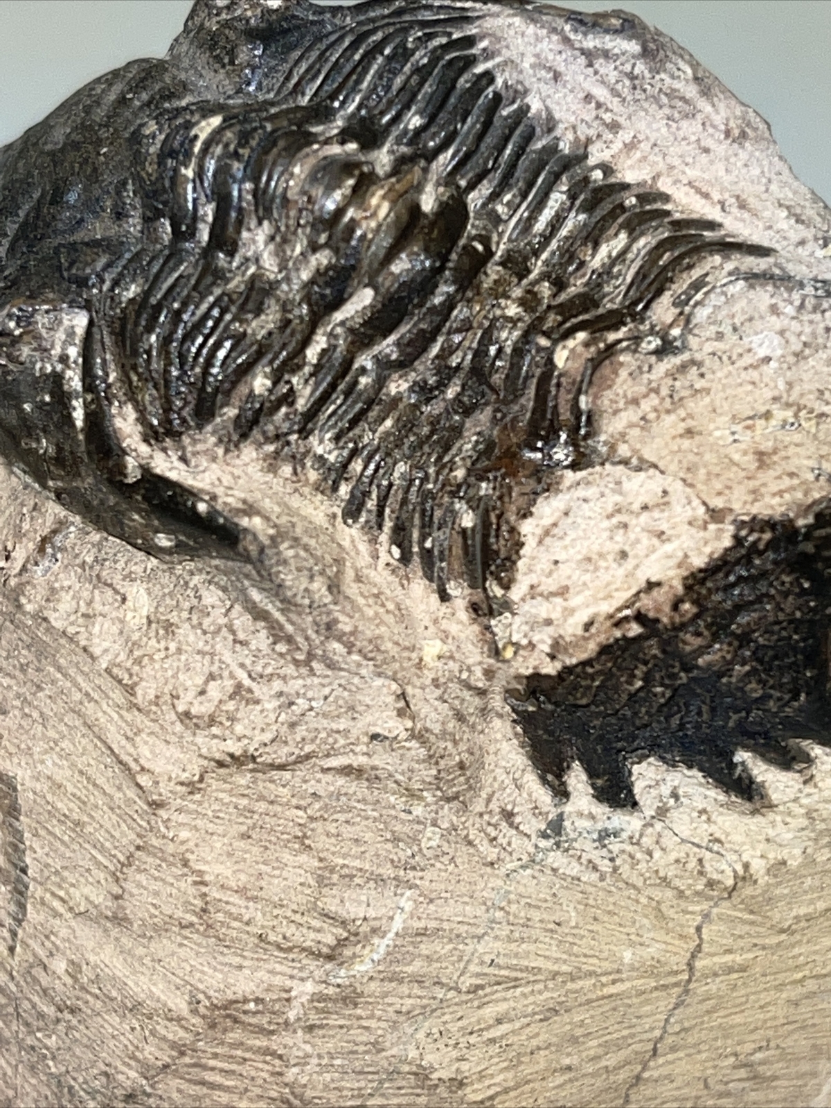 2.5 in) Trilobite