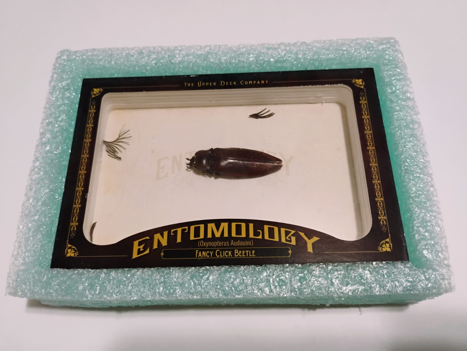 Fancy click beetle card 2011 Upper Deck Goodwin Champions Entomology #ENT13 bug