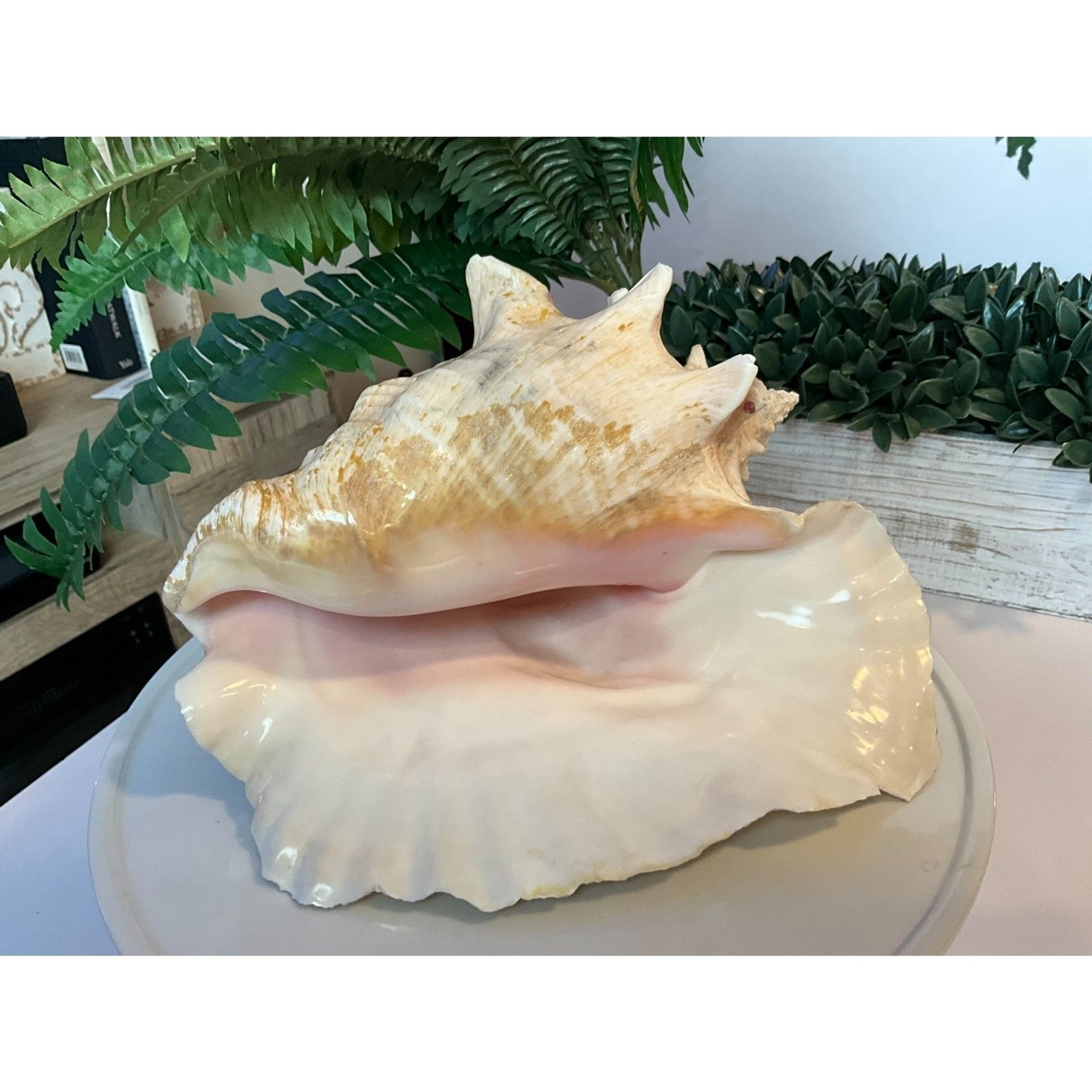 Large 10″ Natural Queen Conch Shell Pink Interior Coastal Beach Nautical Decor