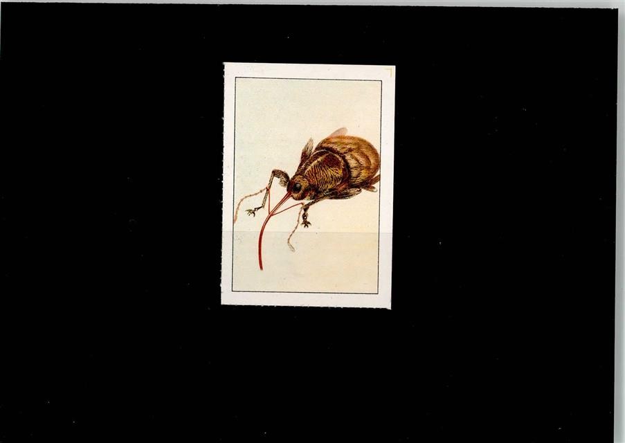 52004336 – Insect