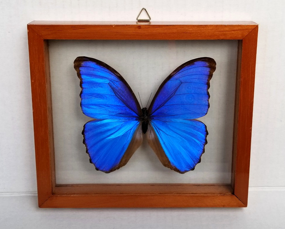 Large Real Butterfly Morpho Didius Mounted in Wooden and Double Glass Frame