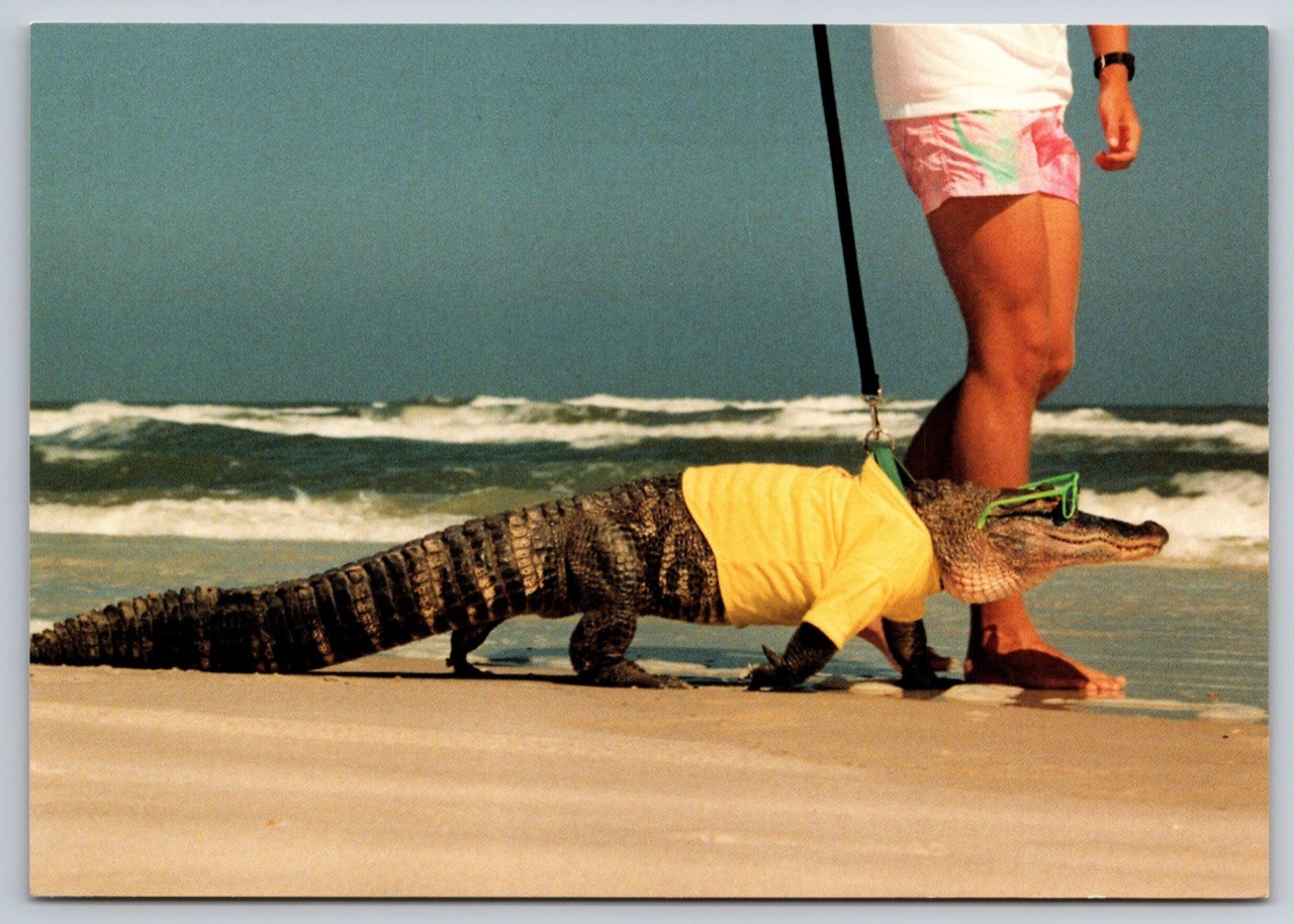 Alligator Funny Postcard Smiley Takes a Walk on the Beach with a Friend USA