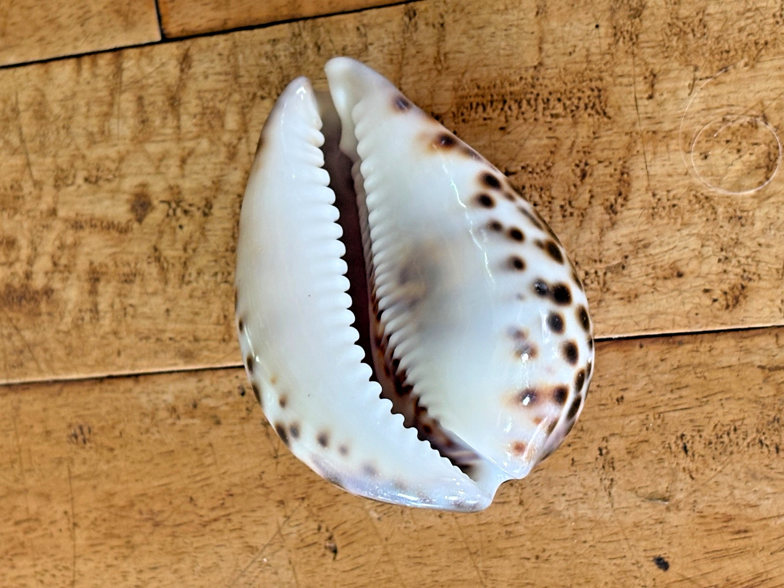 ✨Super High Gloss Cowrie Shell ✨ Mirror Finish Natural, Huge 106mm Maui, Hawaii