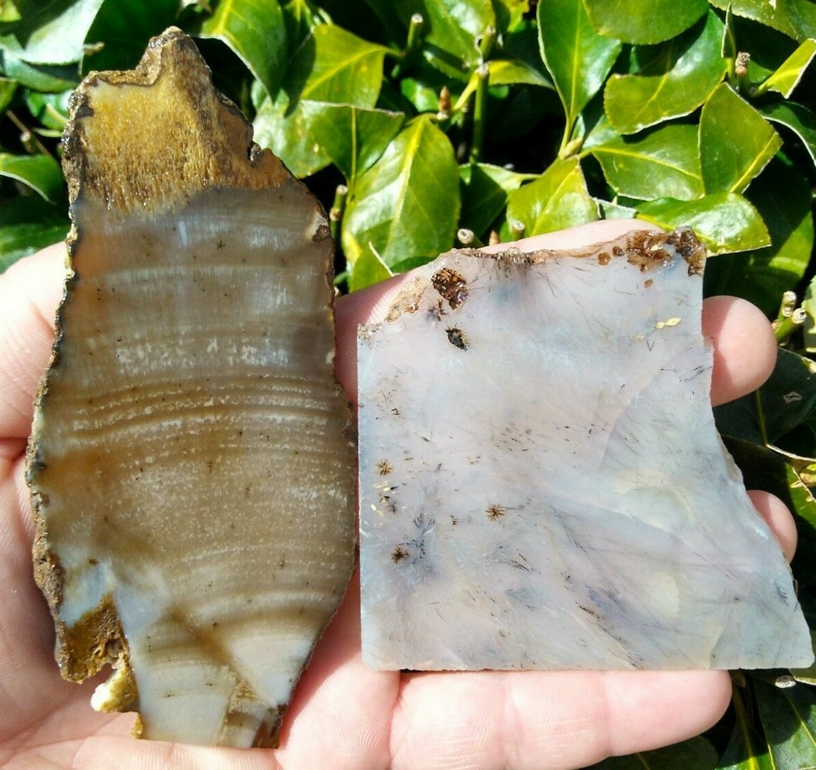 RARE TWO (2) SADDLE RIM SAGENITE PLUME DENDRITIC AGATE BLUE SLABS OREGON 4.7OZ!