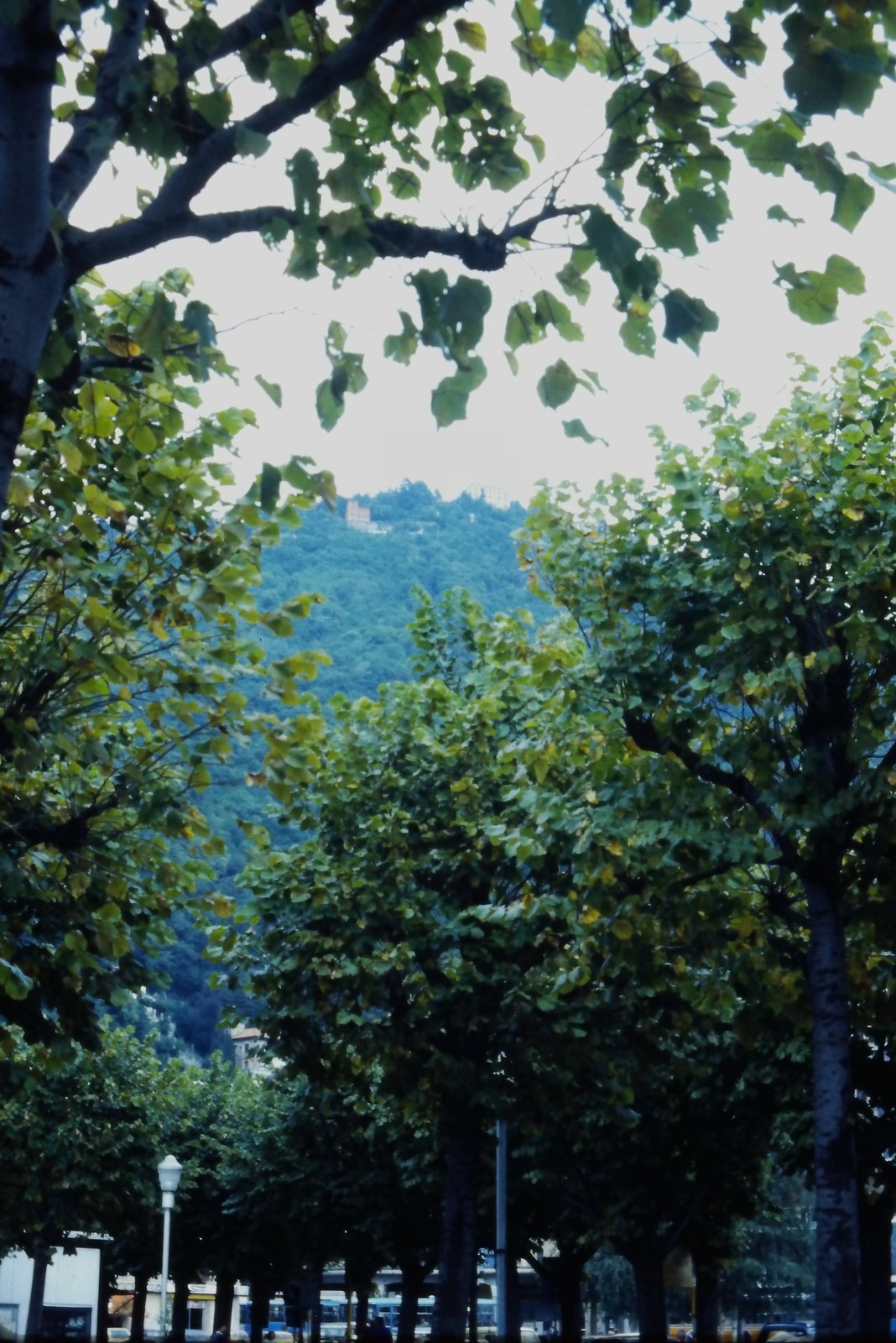 c1990’s 35mm Slide, Tree Lined Road Mountain Landscape summer spring green
